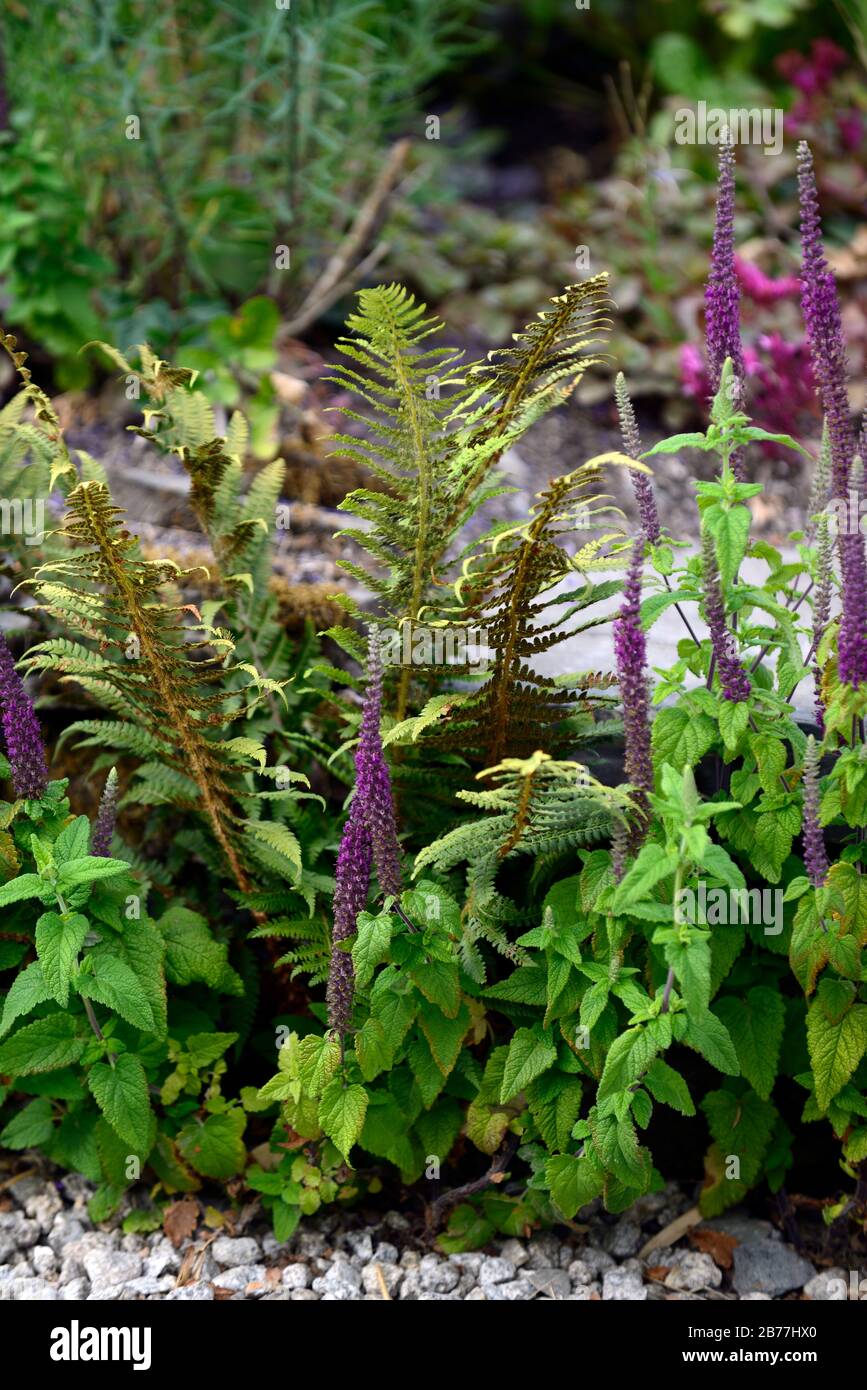 Teucrium hircanicum porpora code, germander, legno di salvia, porpora fiore guglie, porpora fiore pighe, perenni, semenzali, giovani giovani giovani giovani volontari, dryopteris, RM Foto Stock