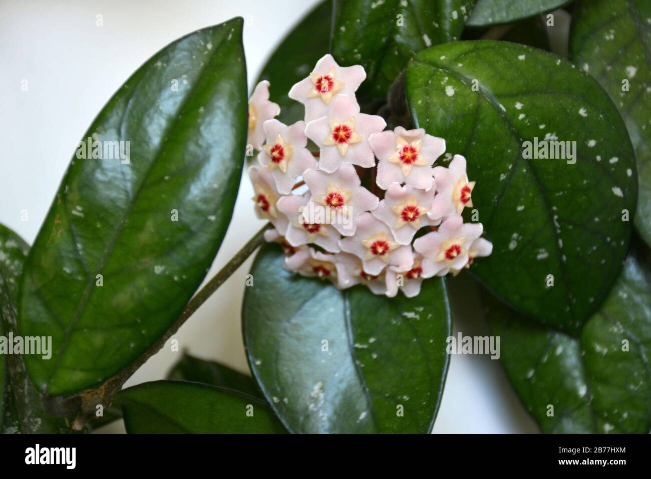 Fiore di porcellana Immagini e Fotos Stock - Alamy