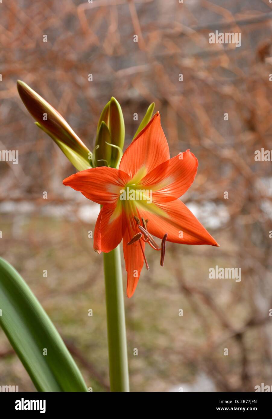 Hippeastrum fiore rosso. Fiore di casa. Hippeastrum o Amaryllis fiore è in fiore. Fiori di gigli. Boccioli verdi di fiori. Bella casa. Foto Stock