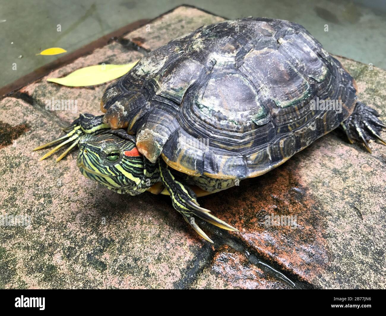 Tartaruga, tartaruga d'acqua dolce, bella tartaruga Foto Stock