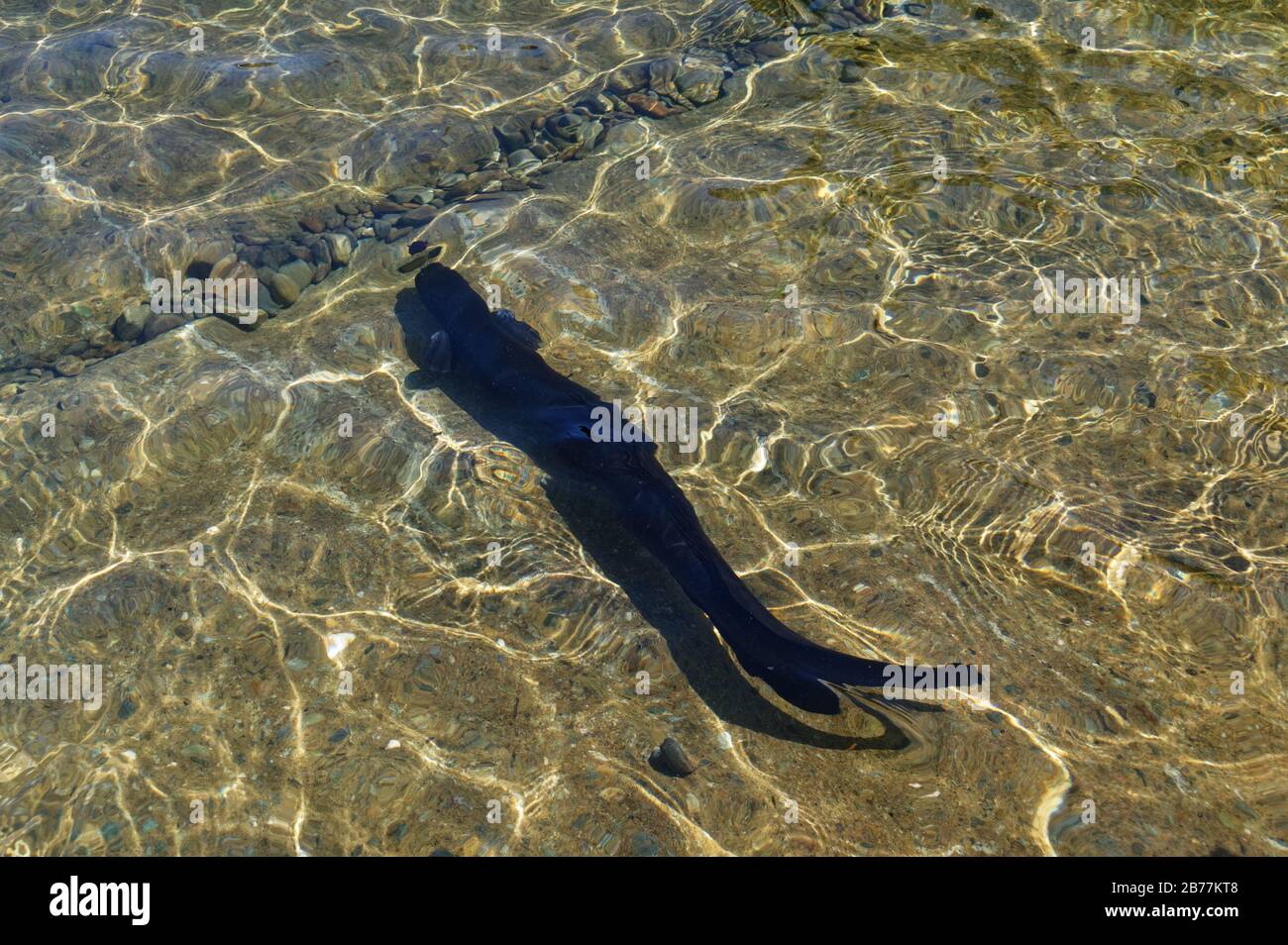 Un'anguilla bruna, lunga alettata, nuota nelle acque soleggiate del Lago Rotoiti Foto Stock