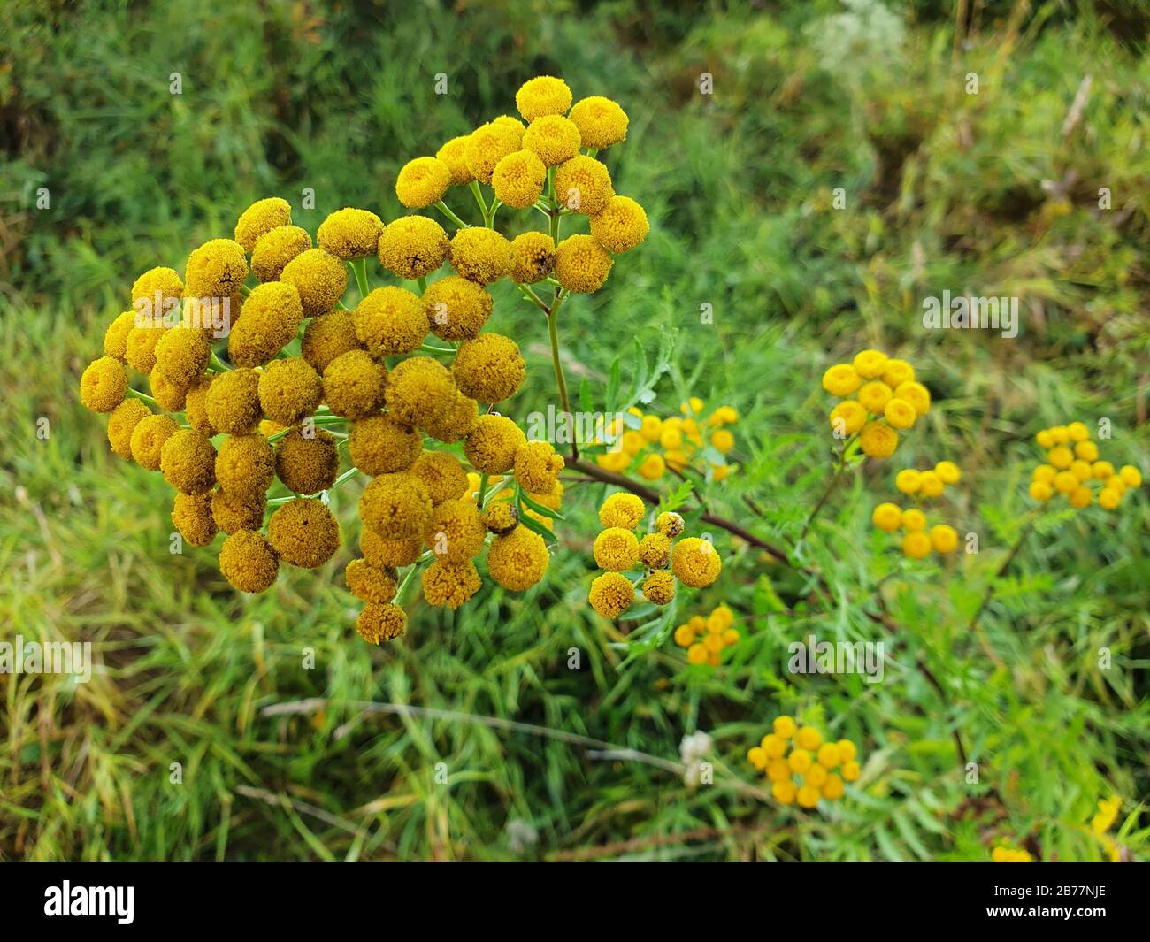 Cluster di fiori tansy primo piano. Tansy pianta che cresce in natura. Foto Stock