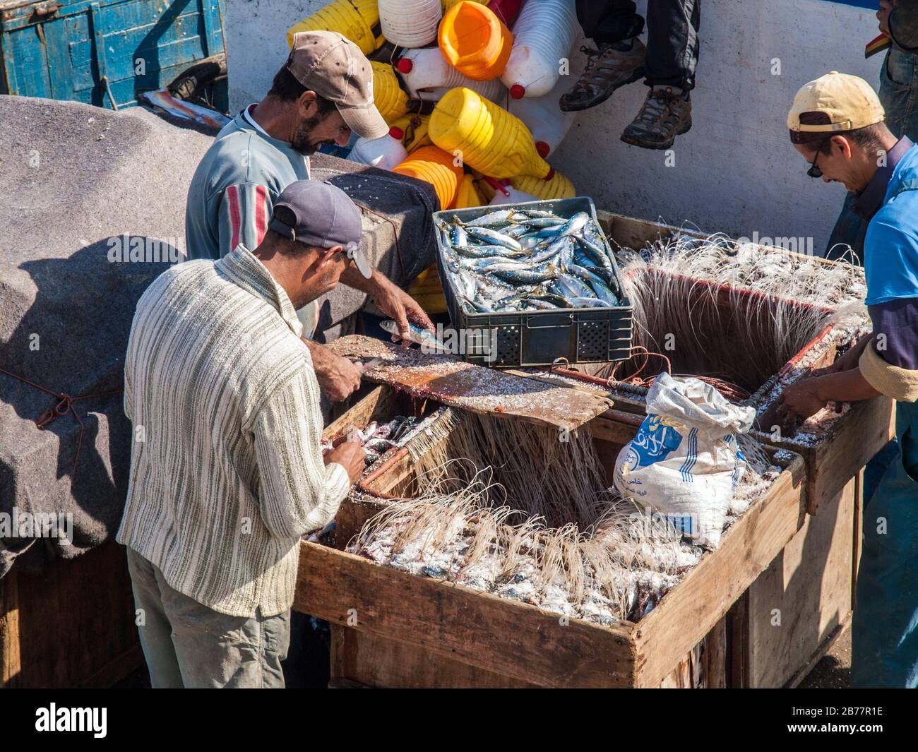 Pescatori che smistano le catture di sardine, Essaouira, Marocco Foto Stock