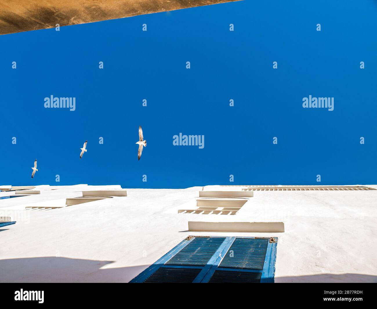 Cielo blu e gabbiani che sorvolano i vicoli di Essaouira, Marocco Foto Stock