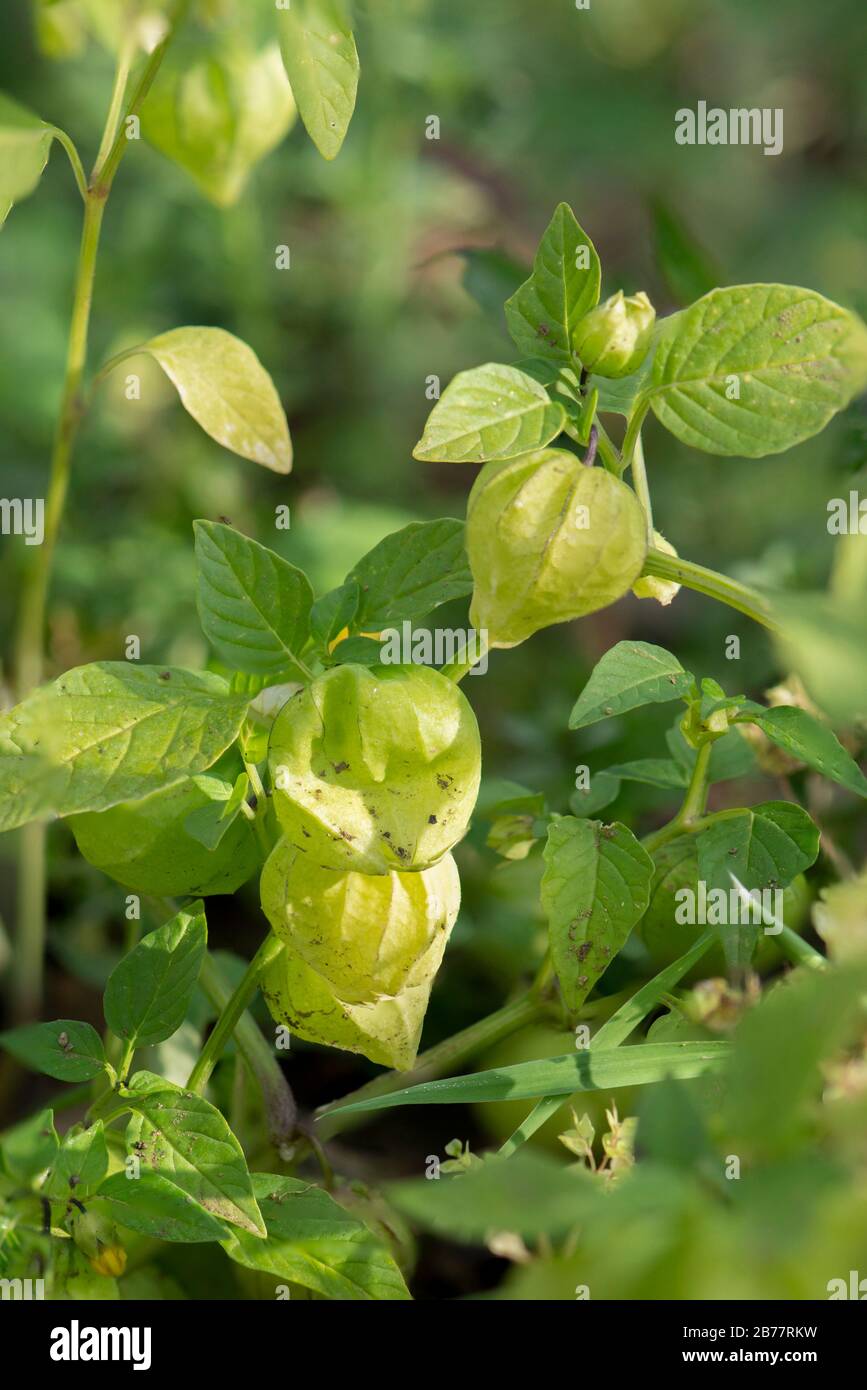 Green tomatillo, Physalis philadelphica, pianta da frutto della fioritura in un orto. Foto Stock