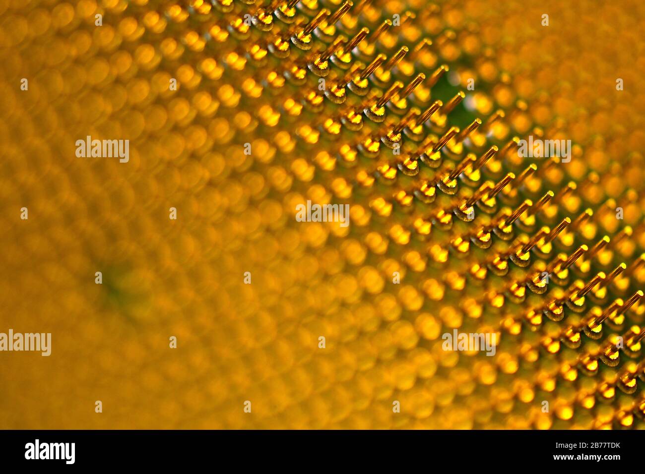 Pin dell'unità processore centrale. Primo piano della CPU. Lato inferiore. Foto Stock