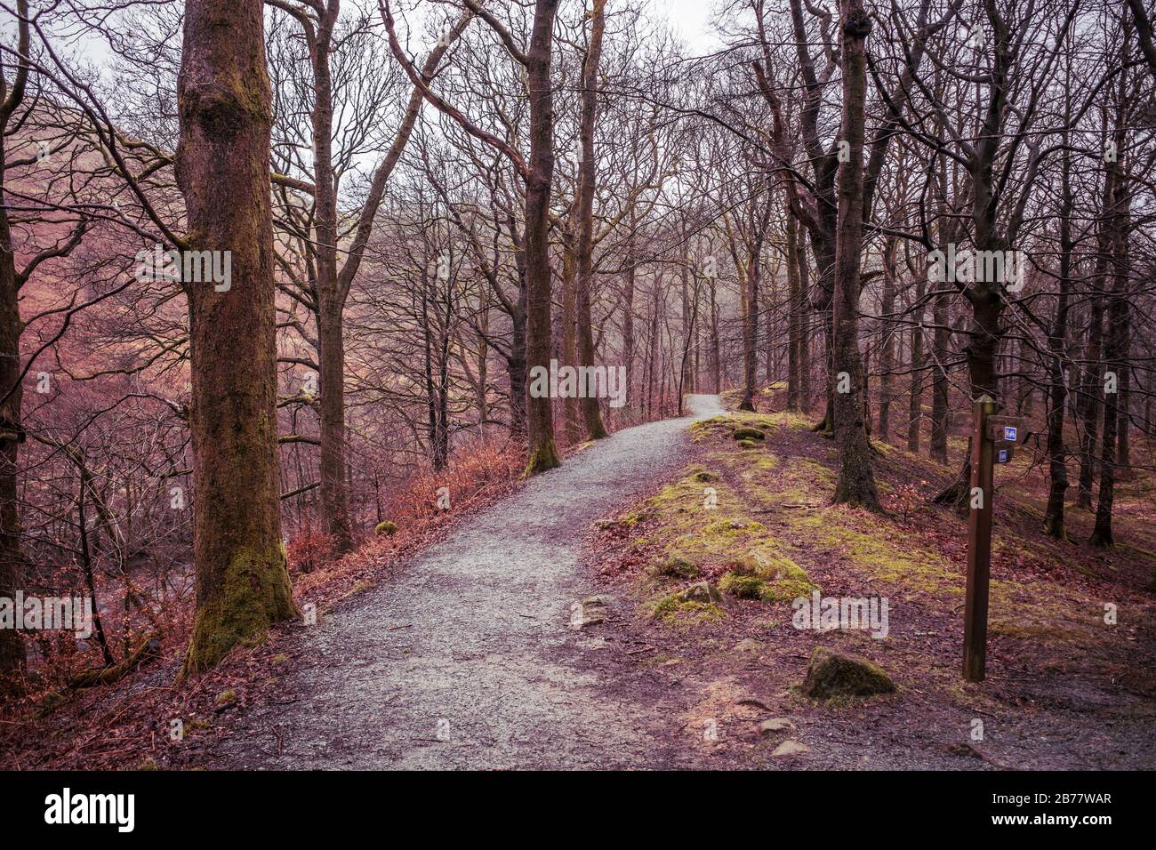 Sentiero attraverso un bosco inglese, il Distretto dei Laghi Inglese Foto Stock