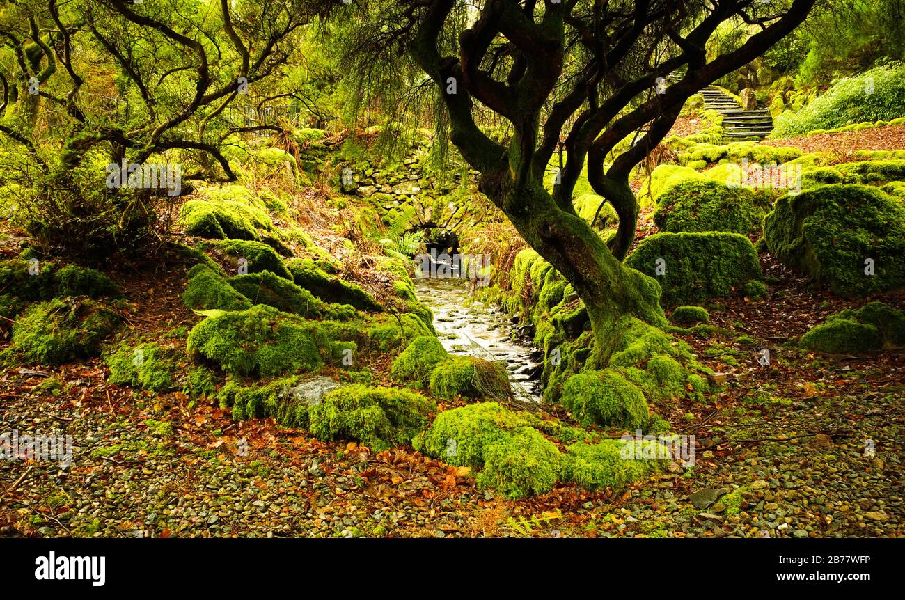 Muschio coperto alberi e ruscello, English Lake District Foto Stock