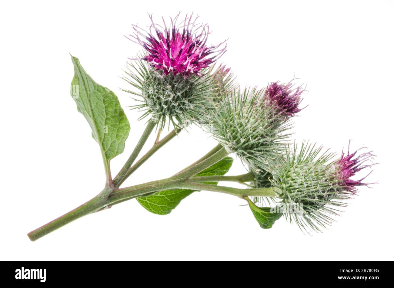 Teste di fiori di burdock prickly isolato su sfondo bianco. Foto Stock