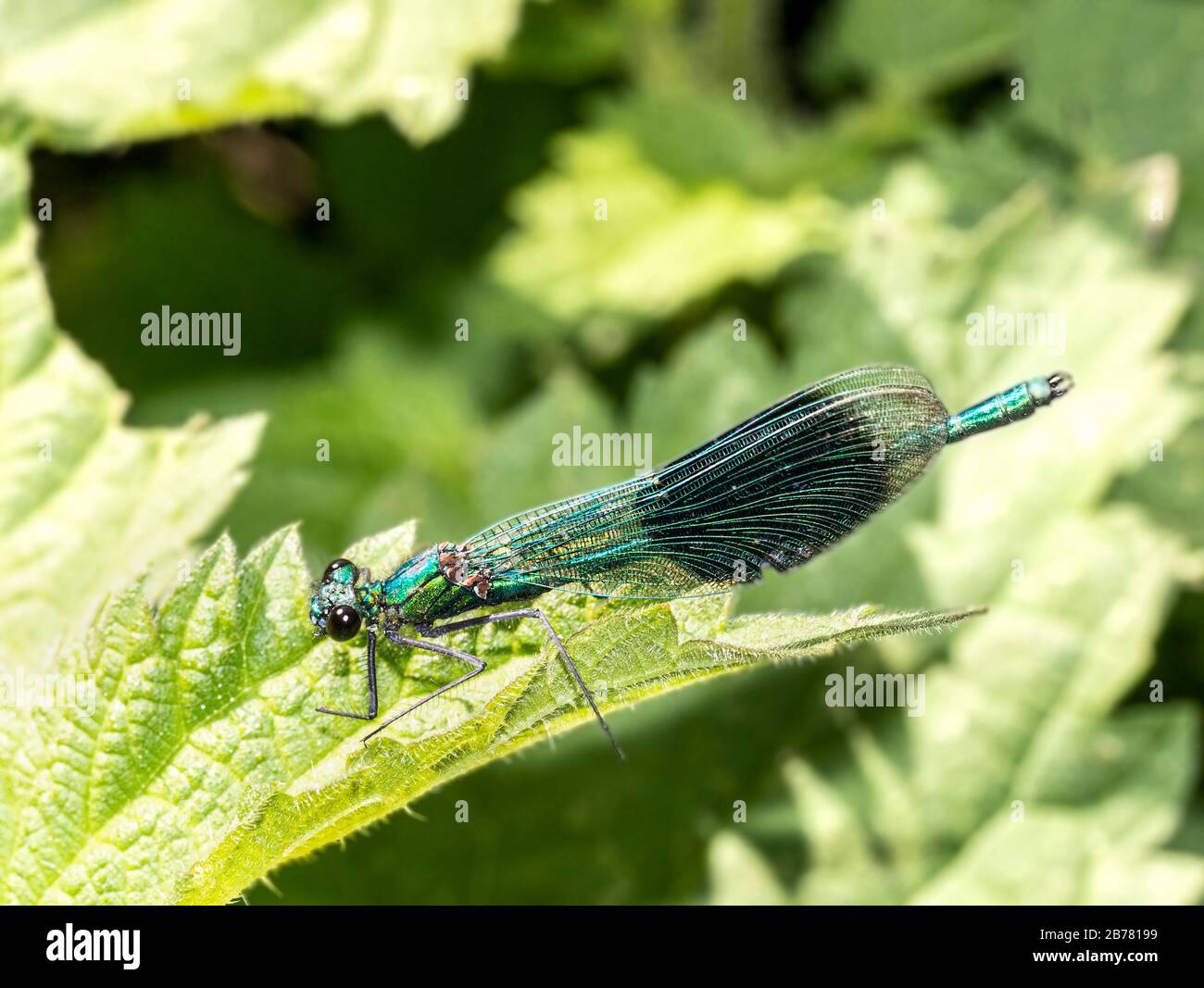 Dasselfly, femmina, su un ortica, Bedfordshire, fine estate 2019 Foto Stock