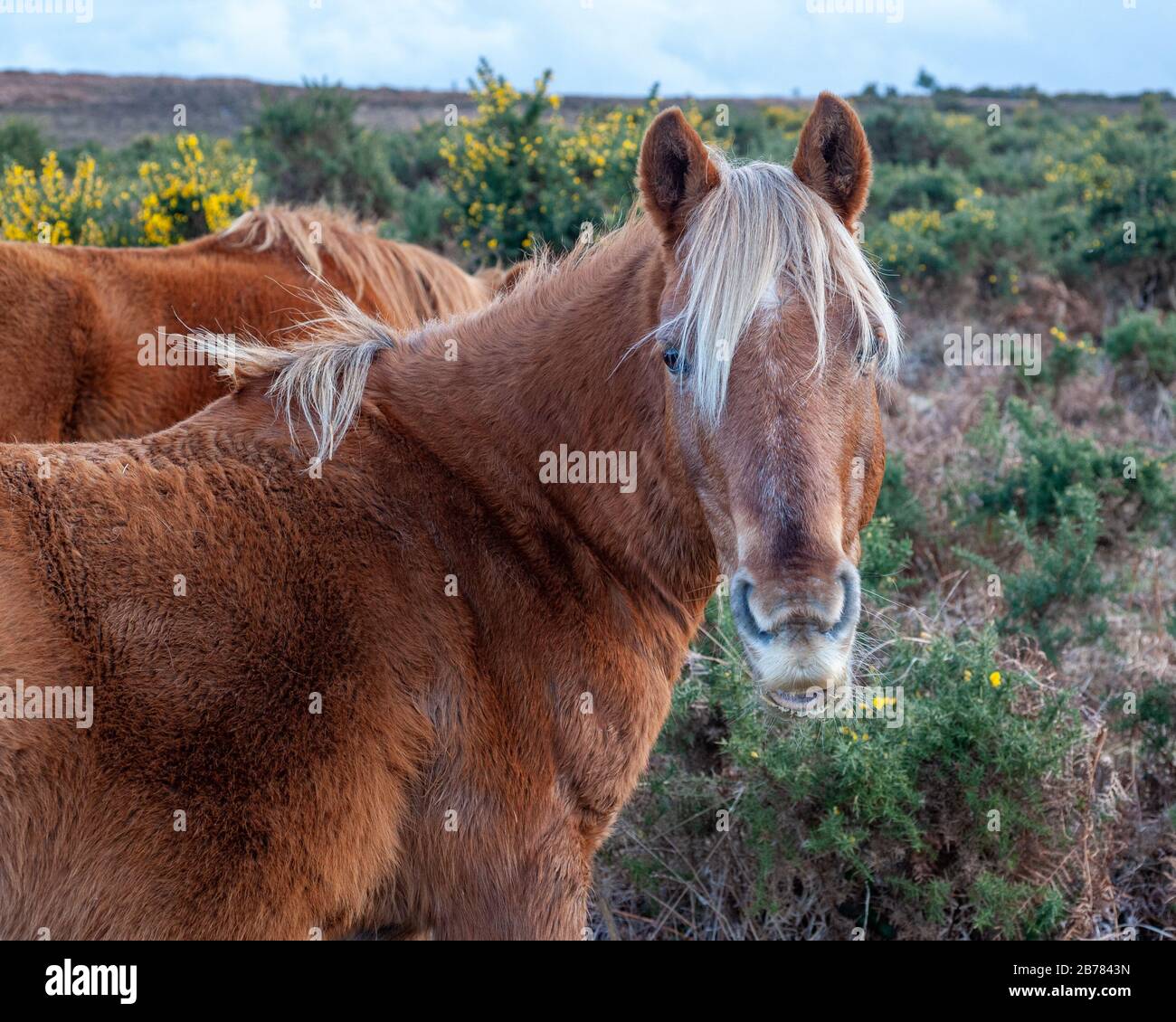 New Forest pony con una bionda mania cercando carino in primavera, Hampshire, Regno Unito Foto Stock