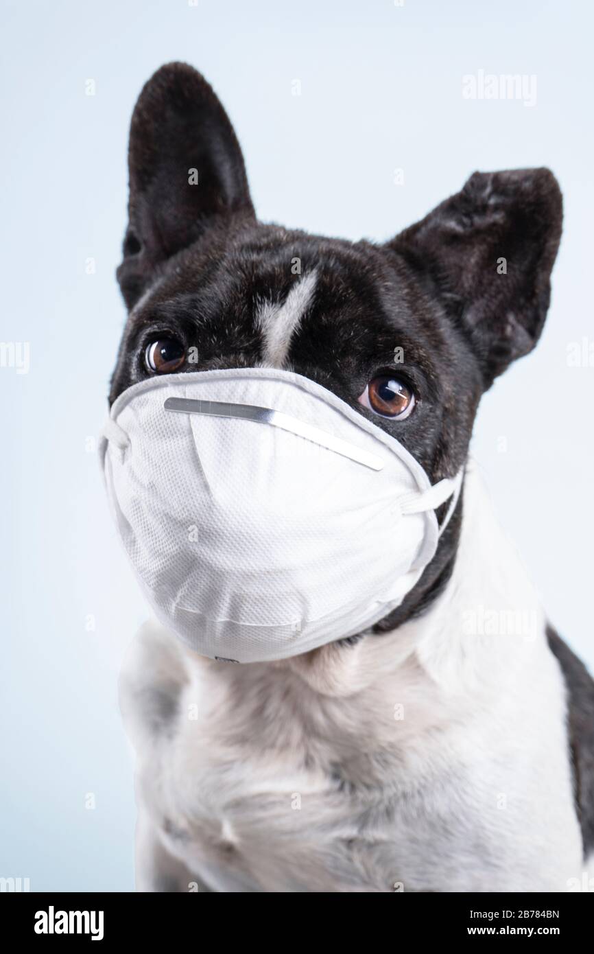 Ritratto del bulldog francese con maschera su sfondo bianco concetto di Coronavirus. Covid-19 Foto Stock