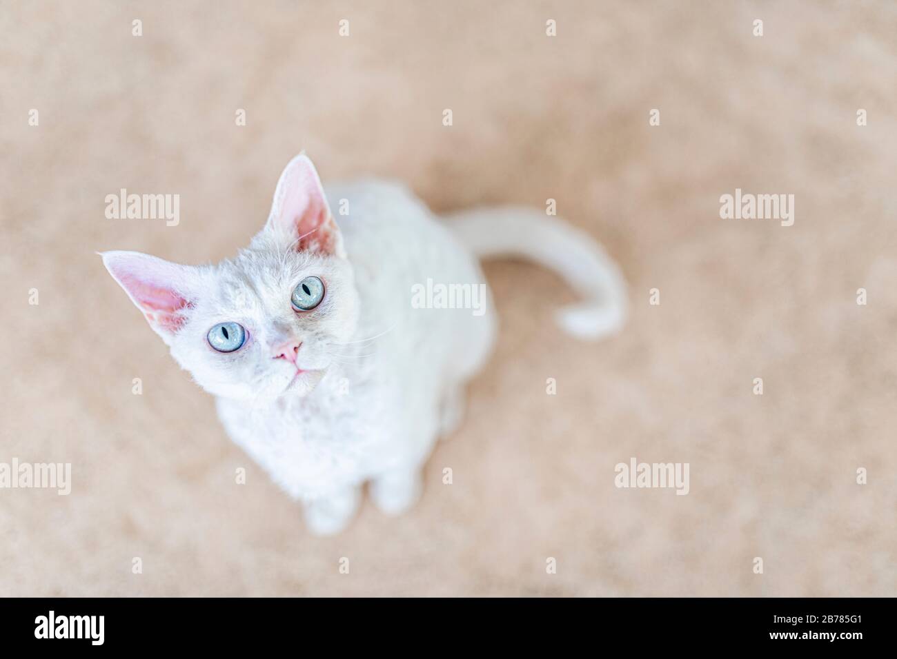 Un gatto bianco con uno sguardo bossy, guardando verso l'alto. Visto dall'alto e il gatto sta guardando nella fotocamera. Il giovane gatto è un Devon Rex bianco purea. Foto Stock