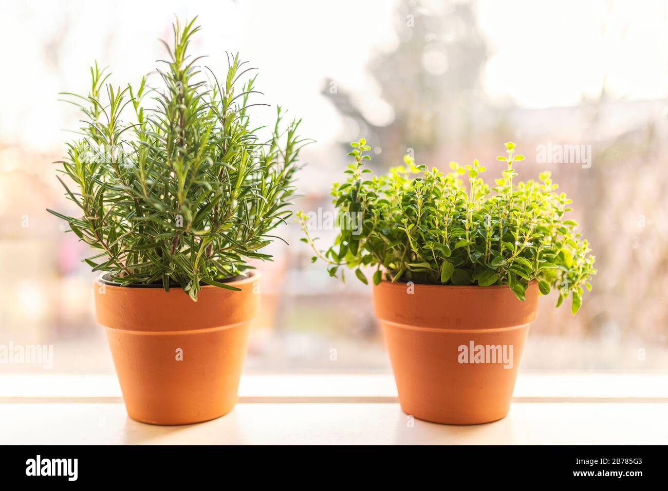 Due pentole di terracotta con erbe biologiche locali fresche in un davanzale nella prima primavera. Uno è rosmarino e l'altro è con origano. Foto Stock