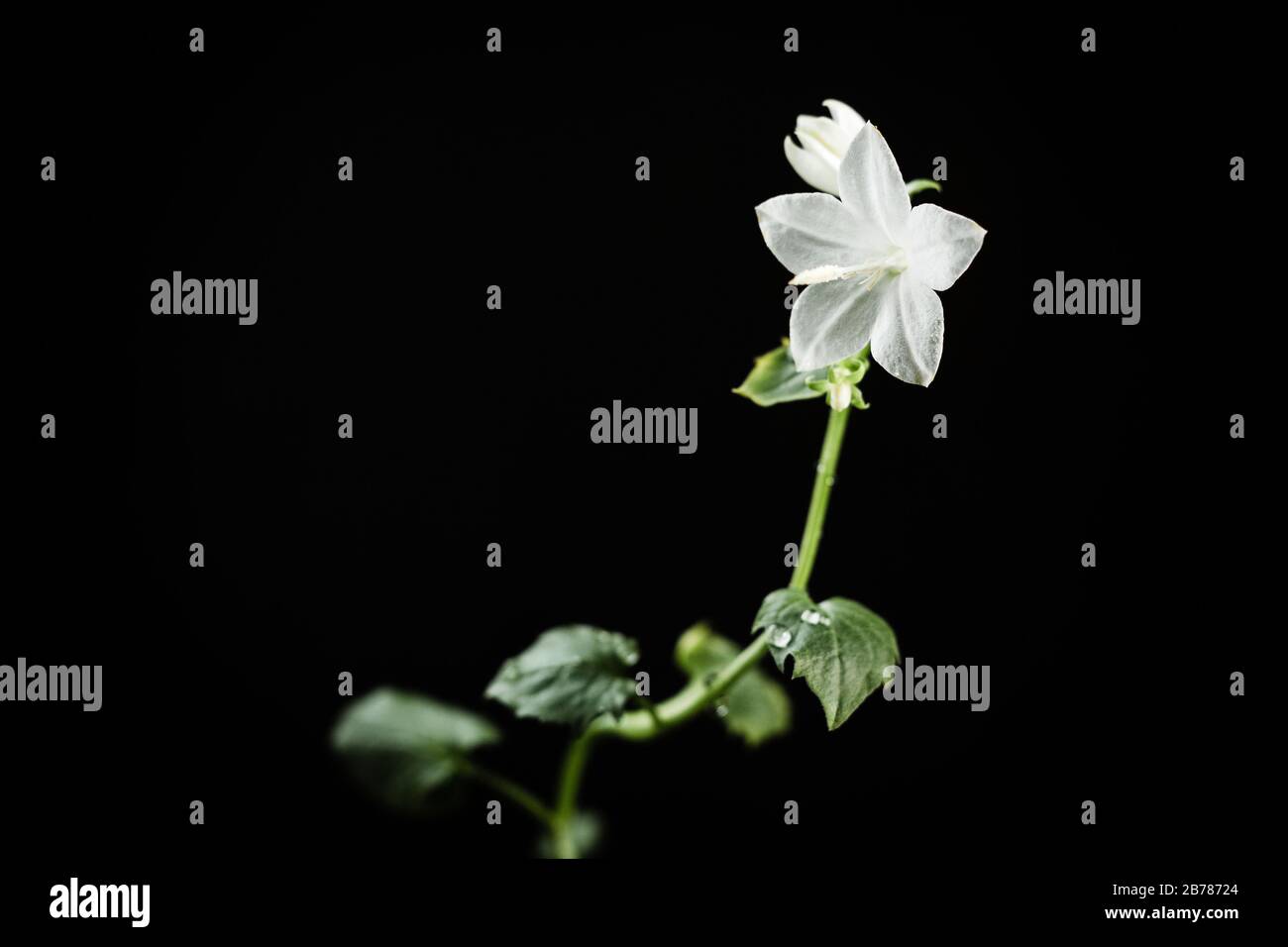 Fiore campanula bianco su sfondo nero Foto Stock