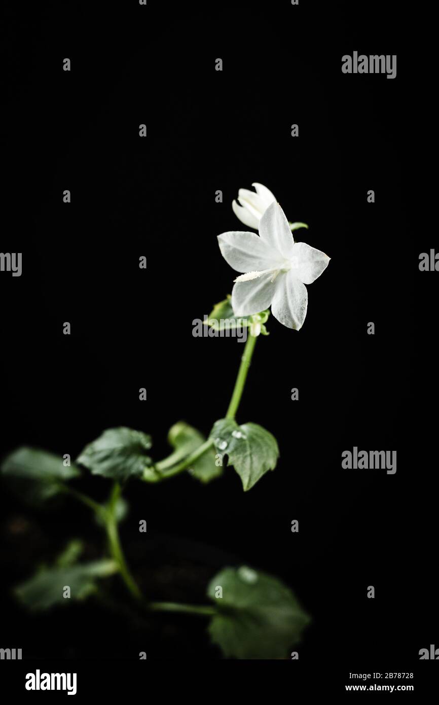 Fiore campanula bianco su sfondo nero Foto Stock