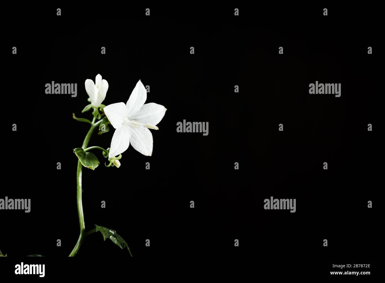 Fiore campanula bianco su sfondo nero Foto Stock