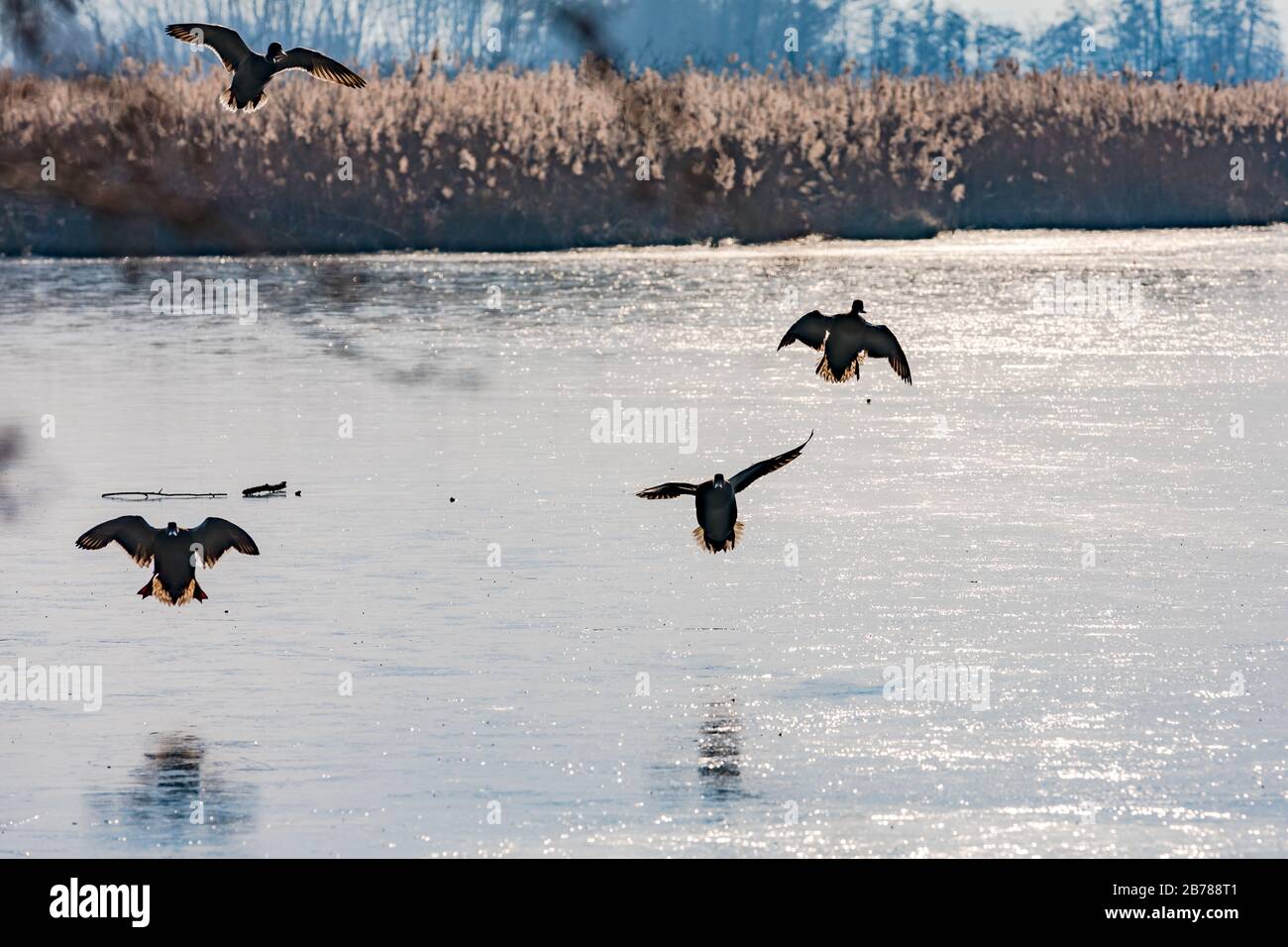 Vier Stockenten bei der Landung am See im Gegenlicht Foto Stock