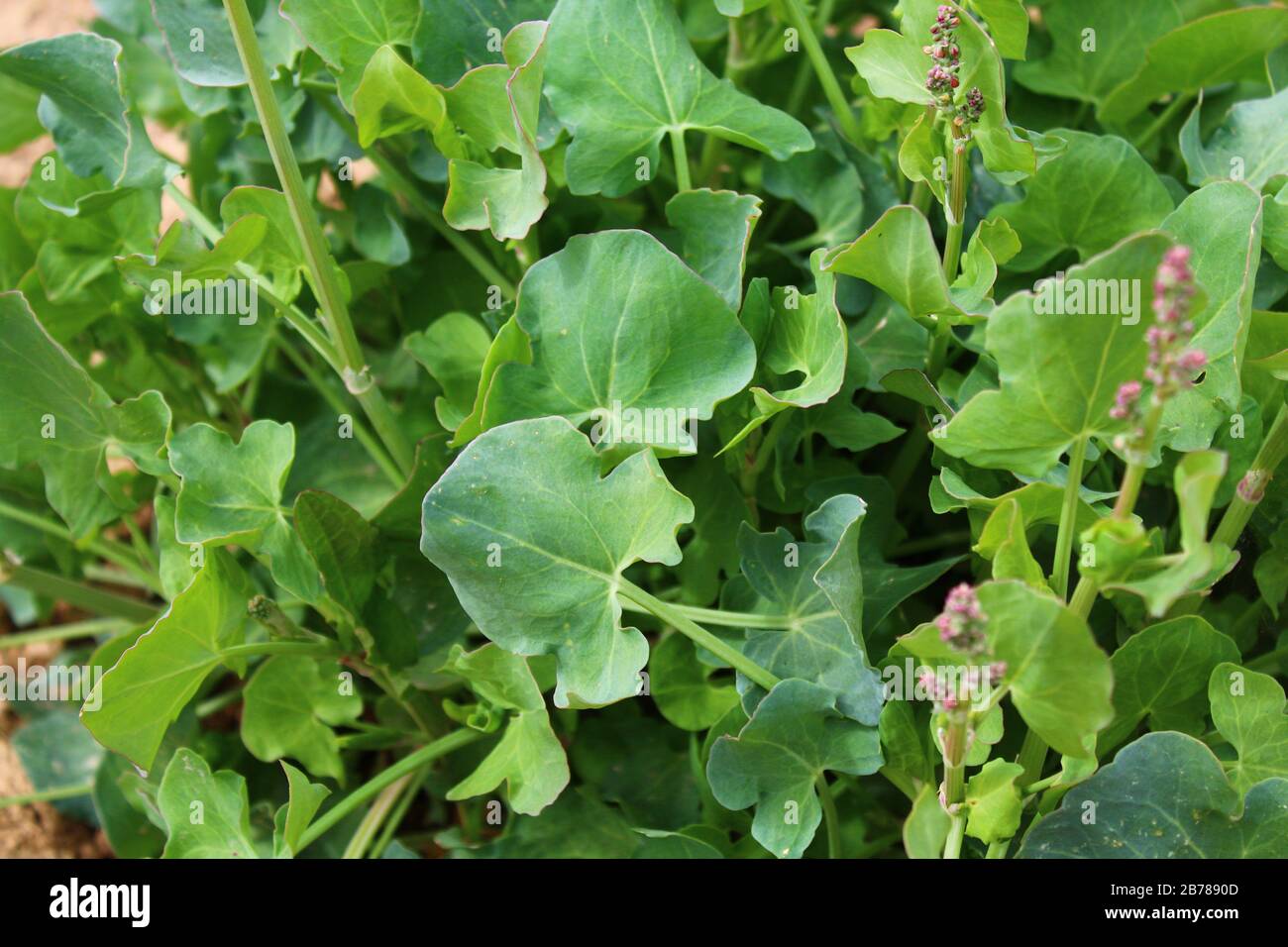 La foto mostra il sorrel francese nel giardino Foto Stock