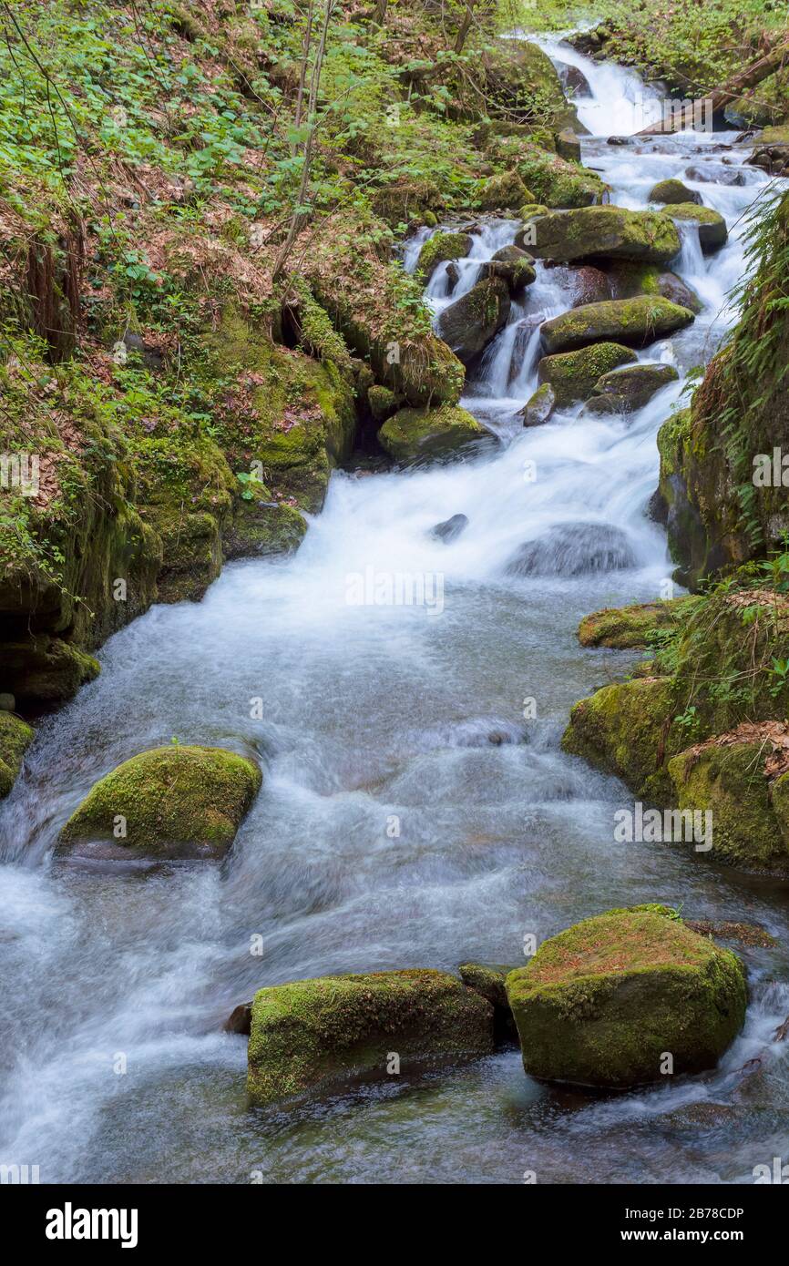 rapido ruscello d'acqua nella foresta. potente flusso tra le rocce mossy. splendido paesaggio naturale in primavera. verde verde brillante fogliame sugli alberi Foto Stock