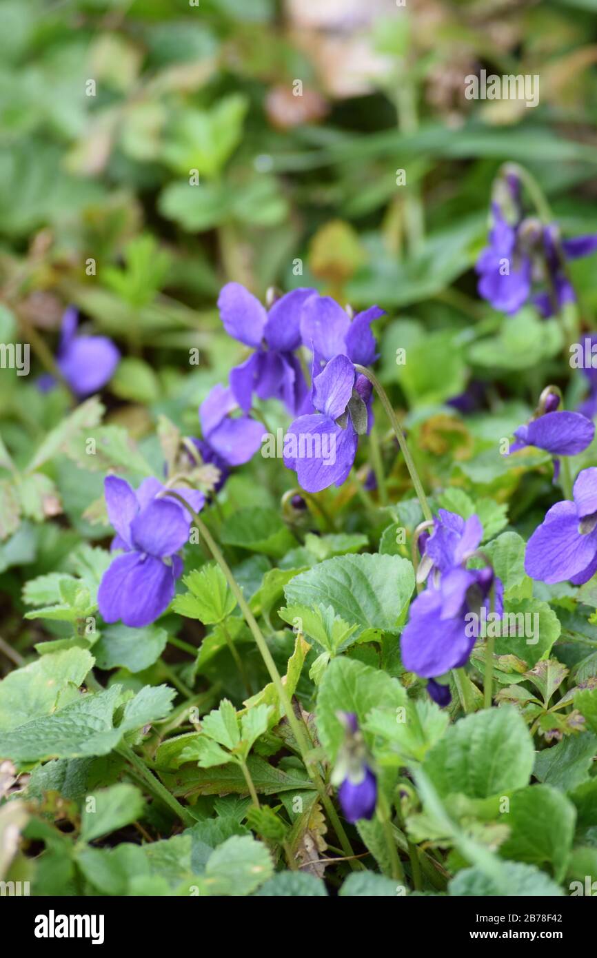 Violetti selvatici in un prato Foto Stock