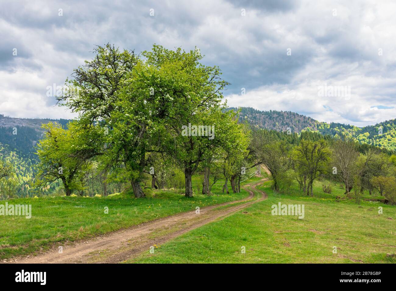 percorso attraverso frutteto abbandonato in montagna. apple alberi in fiore in un nuvoloso primavera giorno Foto Stock