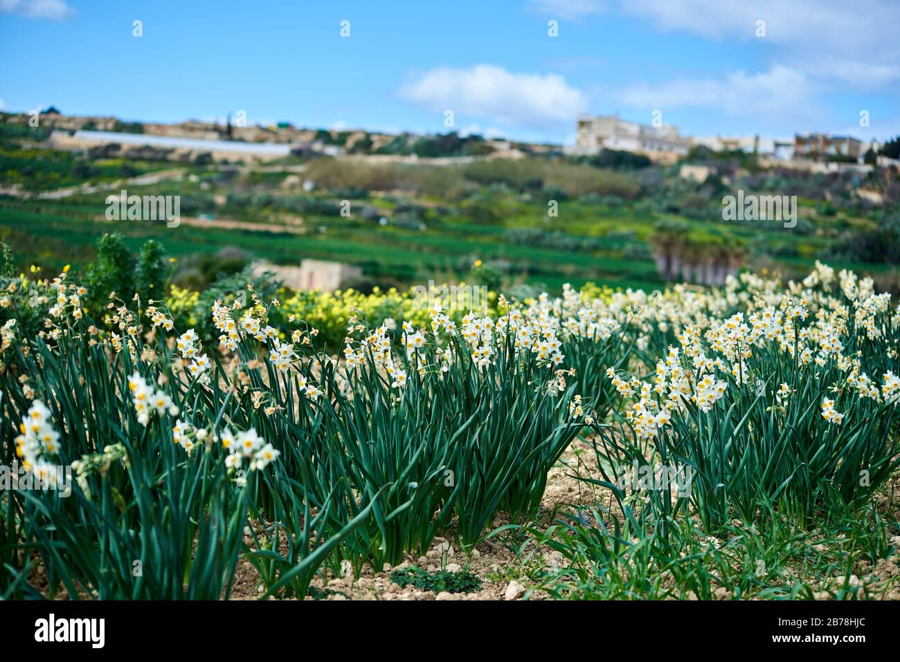 Narcisi primaverili fioriscono sull'isola mediterranea di Gozo, in prossimità del sentiero costiero su una piccola parte di macchia mediterranea Foto Stock