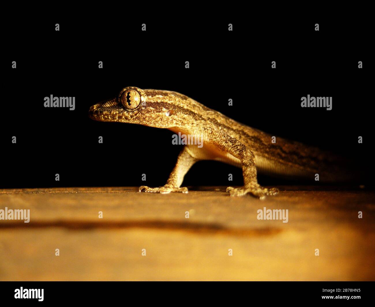 Primo piano macro di un Gecko (Hemidactylus frenatus), Seychelles Foto Stock