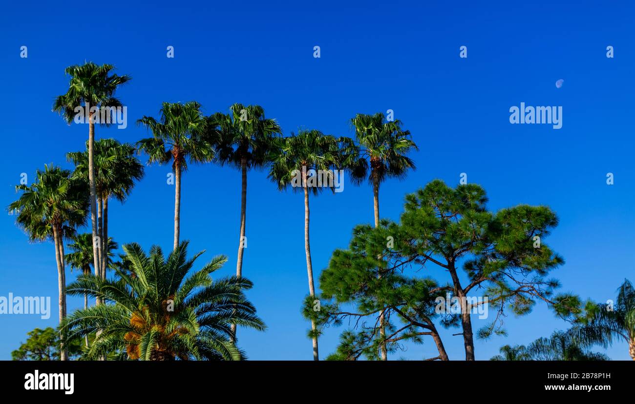 Fotografia a colori del paesaggio di palme fotografate contro un cielo e una luna blu. Foto Stock