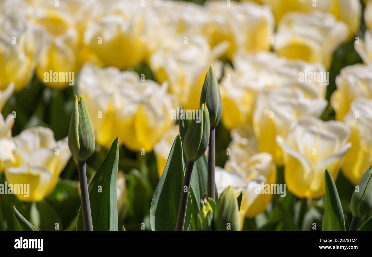 Colore bianco tulipani fioriscono in primavera nel giardino Foto Stock