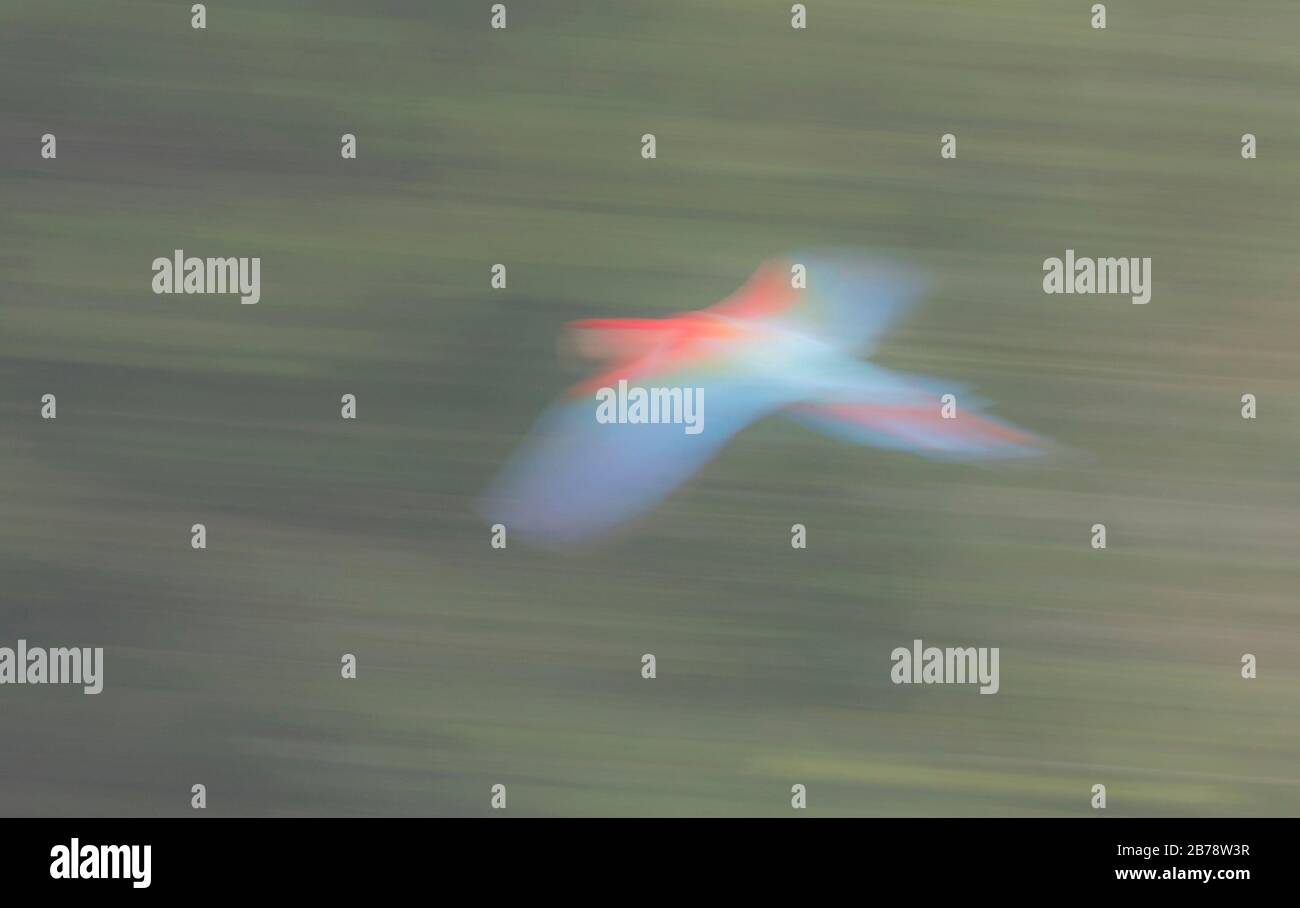 Macaw rosso e verde in volo nel Parco Nazionale di Manu, Amazzonia, Perù, Sud America Foto Stock