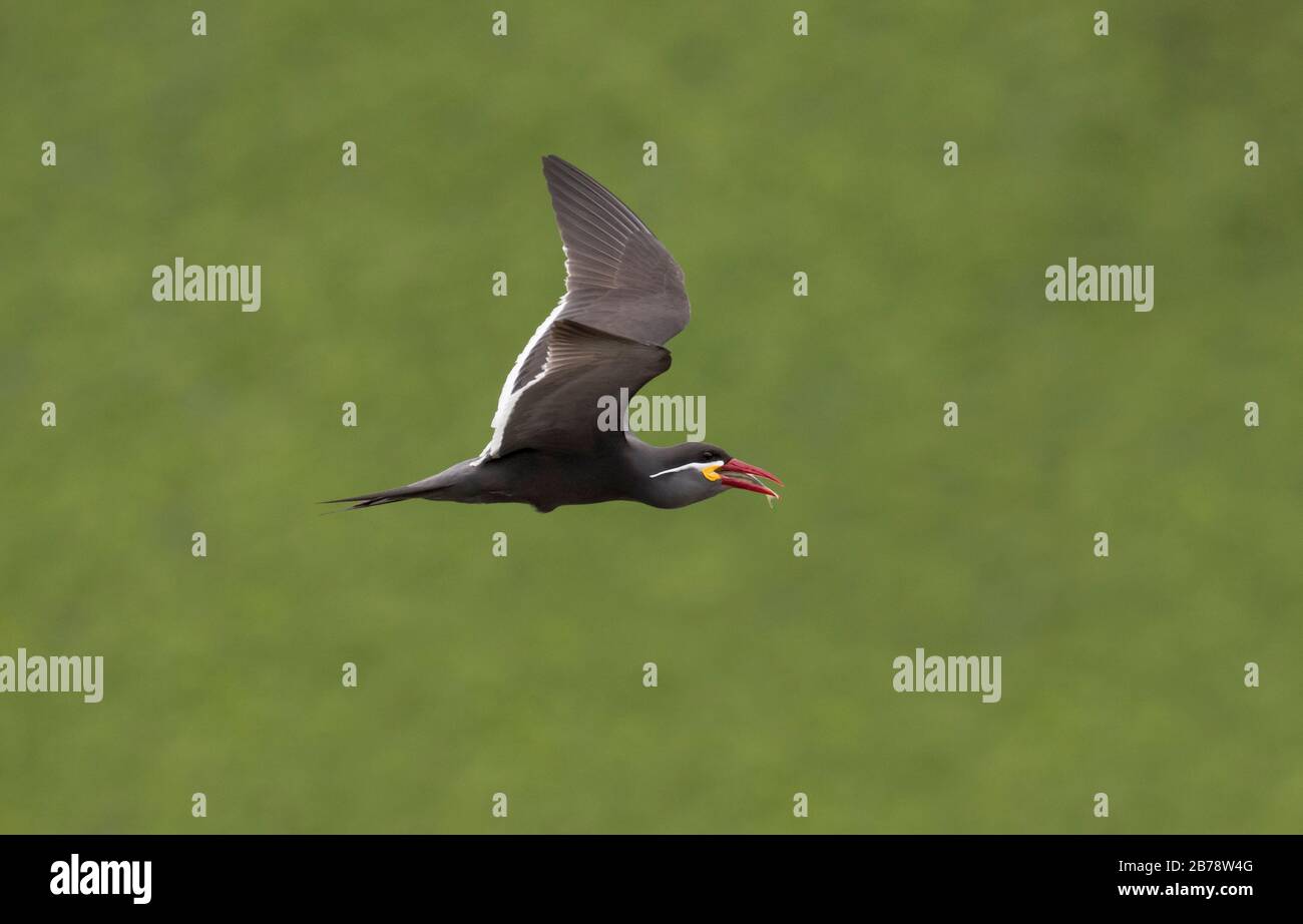 Inca terna che vola con pesce a Bill, Lima, Perù, Sud America Foto Stock