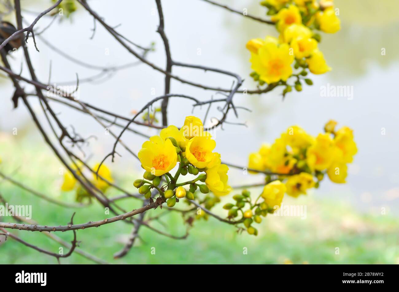 Cotone giallo, albero di cotone seta o COCHLOSPERMACEAE Foto Stock