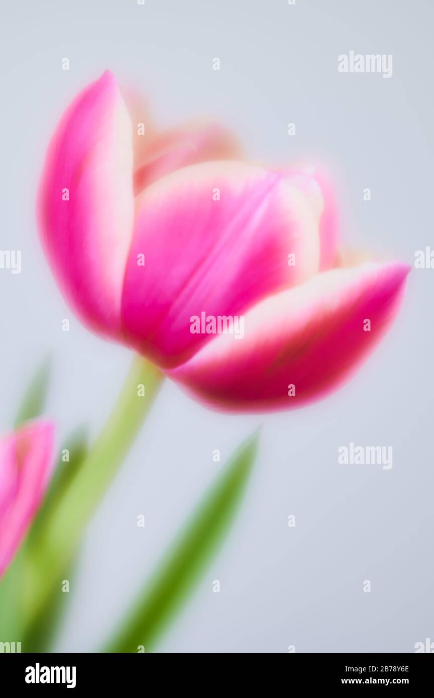 stile artistico sfocato di un doppio tulipano rosa su sfondo bianco Foto Stock