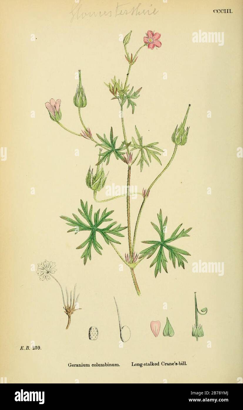 Geranium colombinum - botanica inglese, o, Figure Colorate di piante britanniche - vol. 2 - t. 303. Foto Stock
