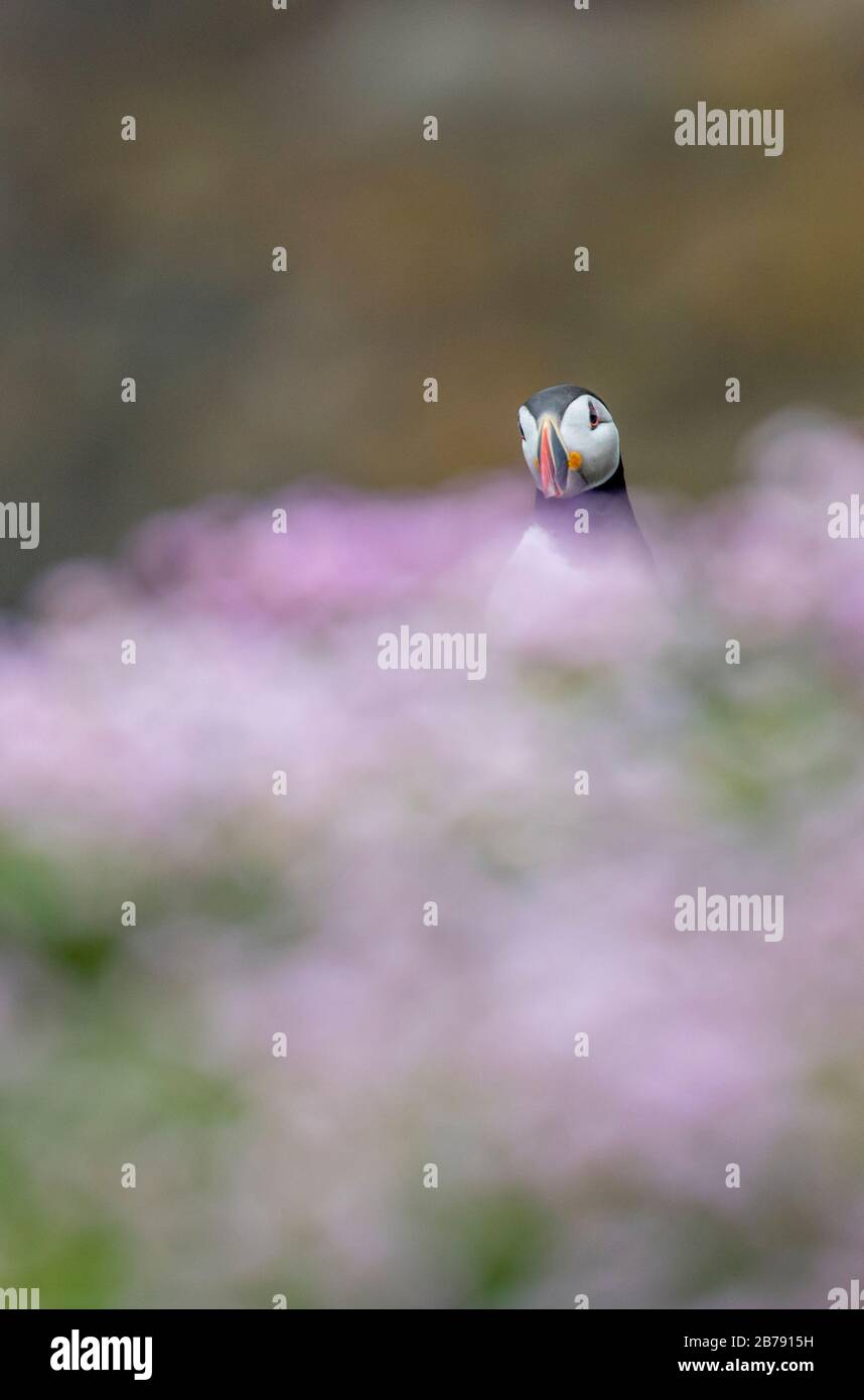 Puffin Atlantico tra i fiori, Fair Isle, Shetland, Scozia, Regno Unito Foto Stock