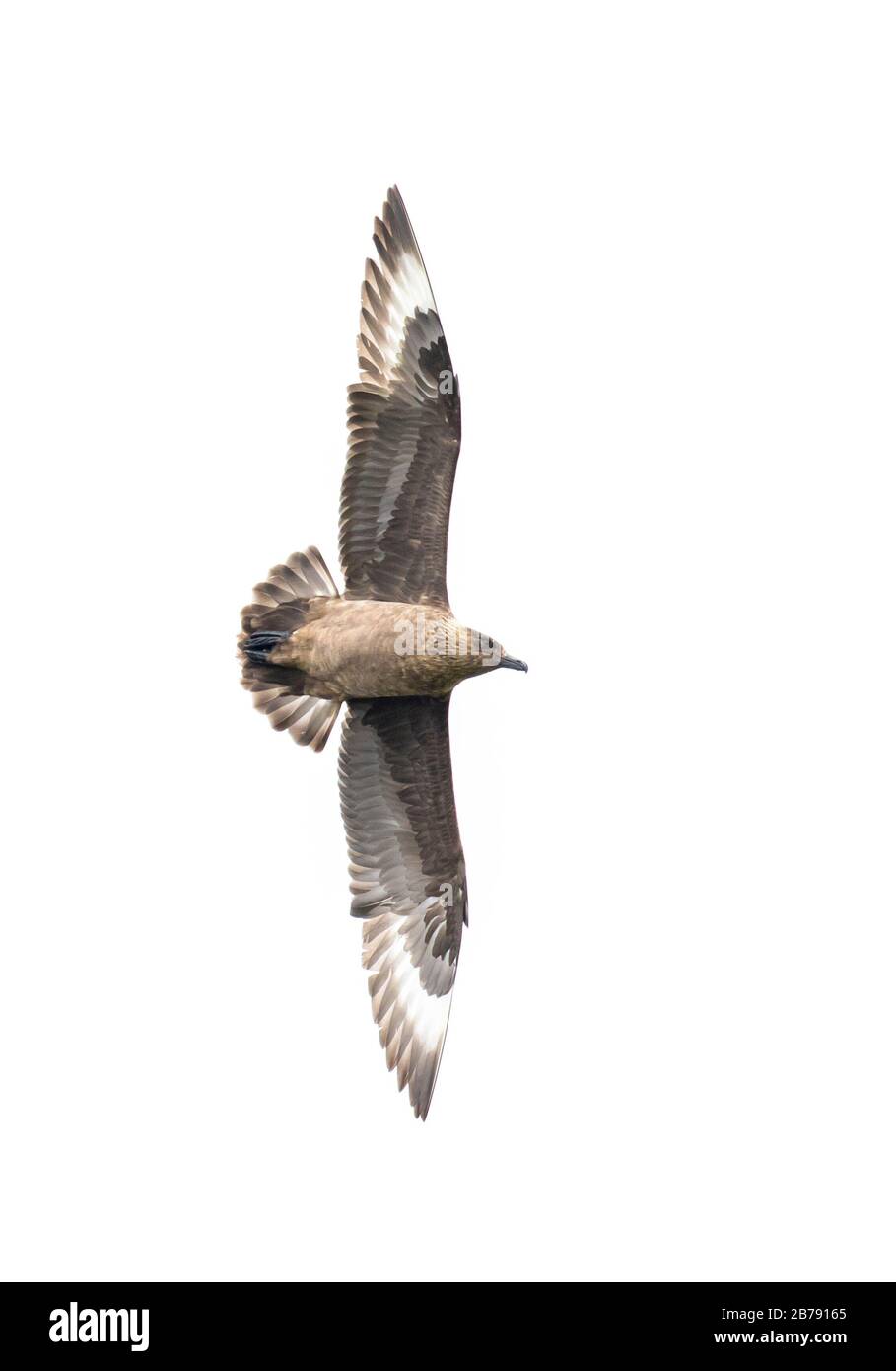 Grande skua volare, Fair Isle, Shetland, Scozia, Regno Unito Foto Stock