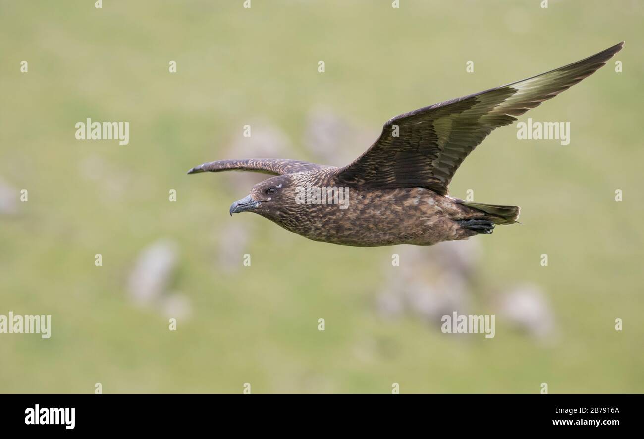 Grande skua volare, Fair Isle, Shetland, Scozia, Regno Unito Foto Stock
