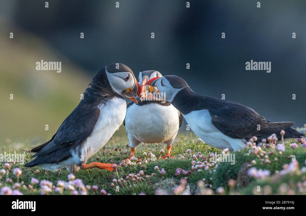 Tre pulcinelle dell'Atlantico che si incontrano tra i fiori, Fair Isle, Shetland, Scozia, Regno Unito Foto Stock