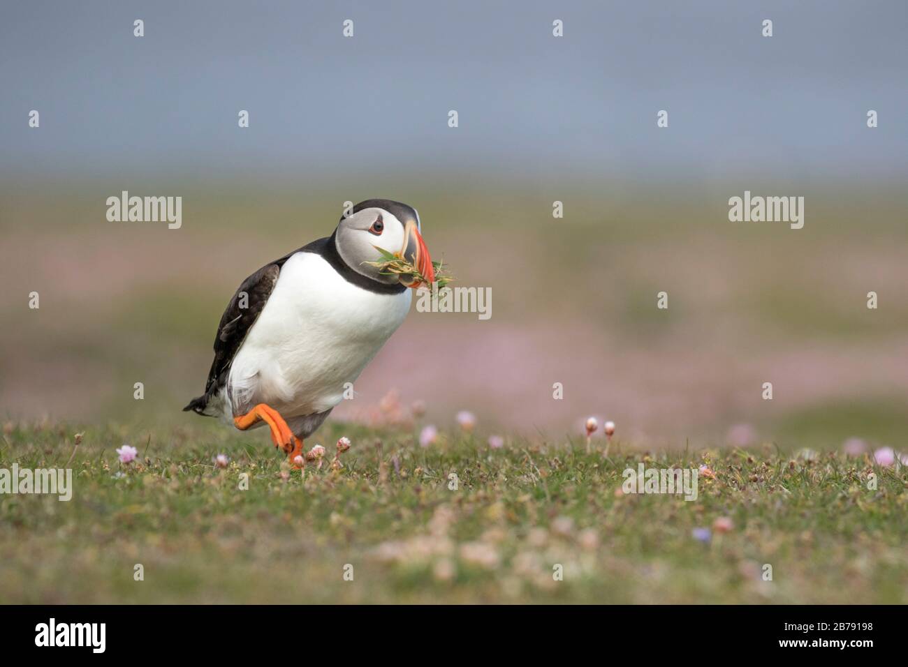 Puffin Atlantico camminando tra i fiori con materiale di nidificazione nel suo becco, Fair Isle, Shetland, Scozia, Regno Unito Foto Stock