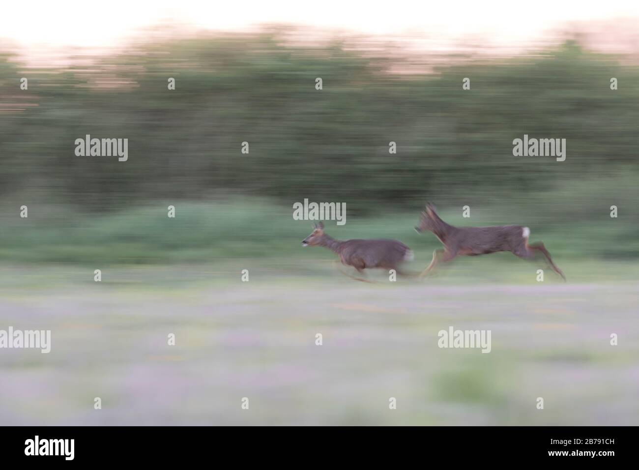 Due cervi che corrono in un campo, York, North Yorkshire, Inghilterra, Regno Unito Foto Stock