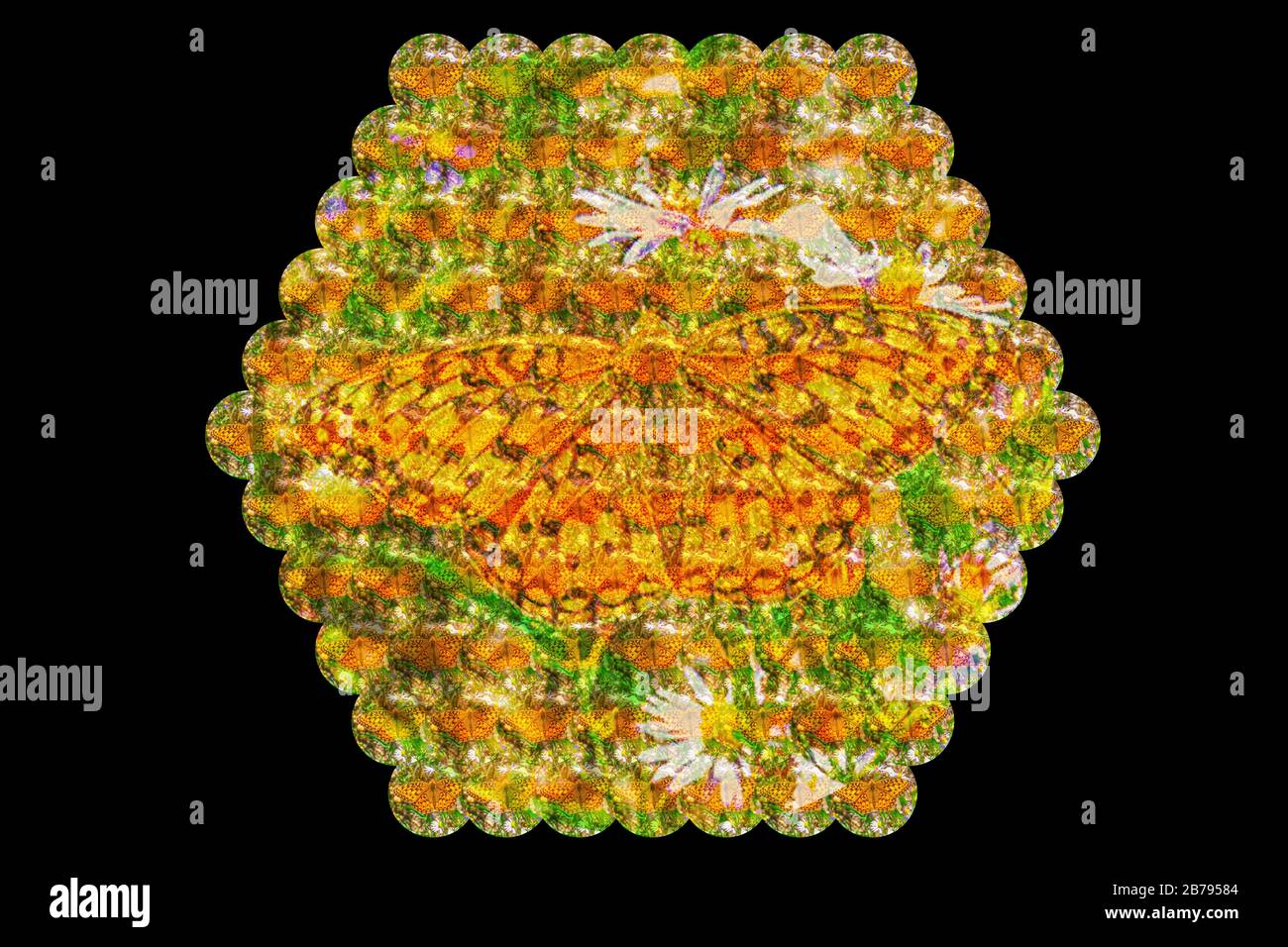 La visione dell'ape di un fiore e di una martoriata in vista esagonale dei suoi occhi Foto Stock