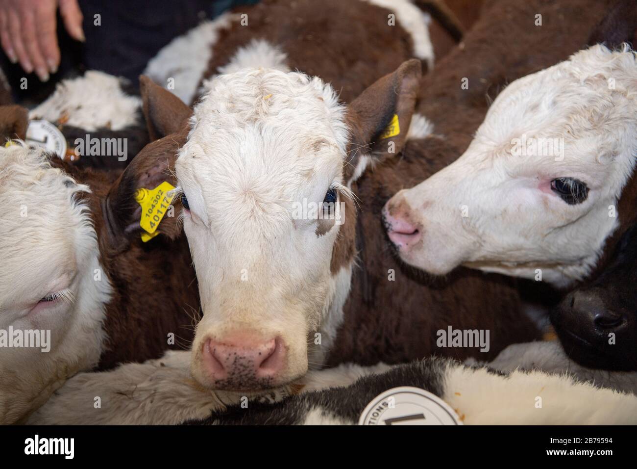 Vitelli da diario in vendita ad un mercato di asta di bestiame, Cumbria, Regno Unito. Foto Stock