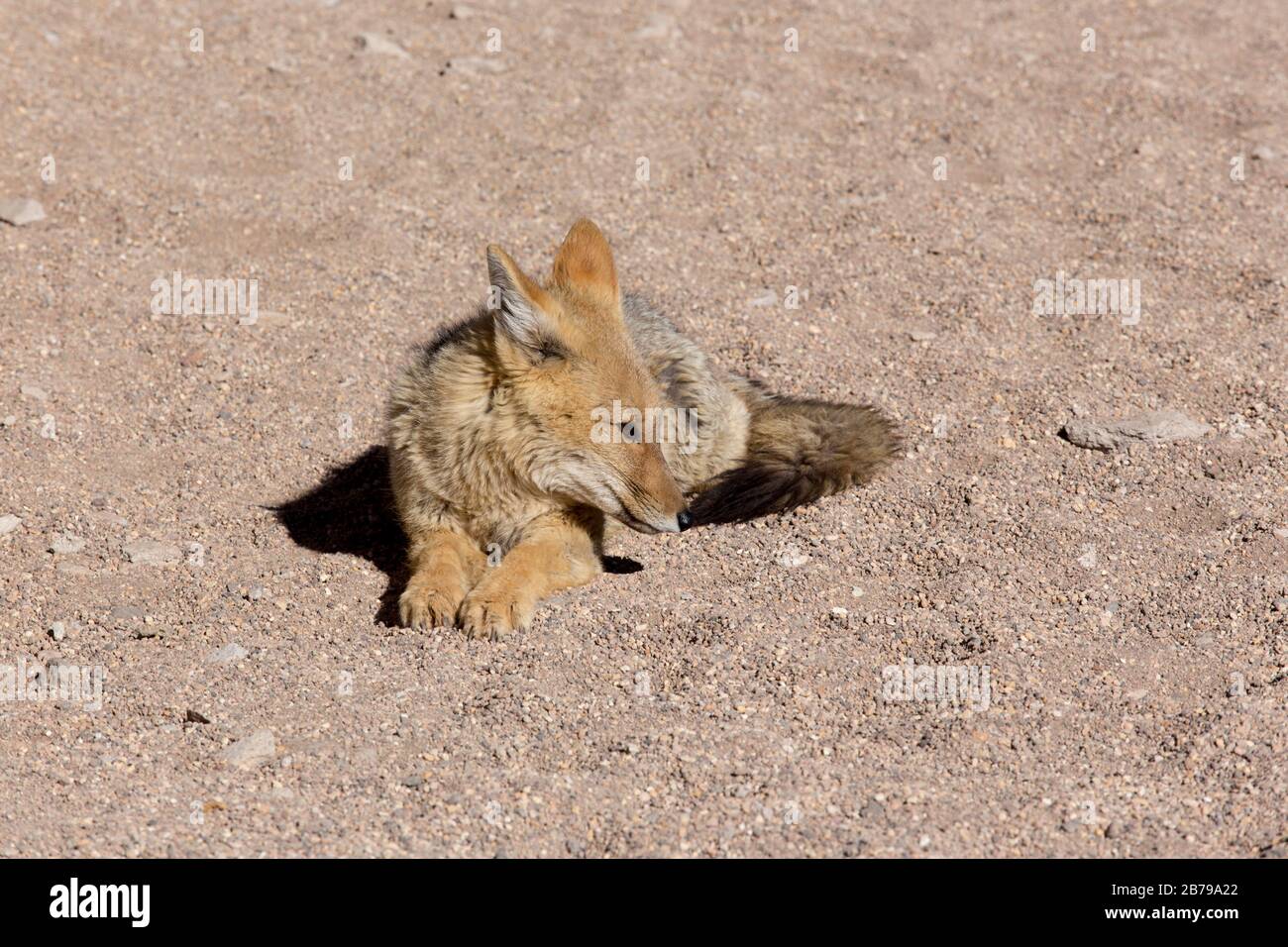 Una volpe selvaggia nel deserto della Bolivia Foto Stock