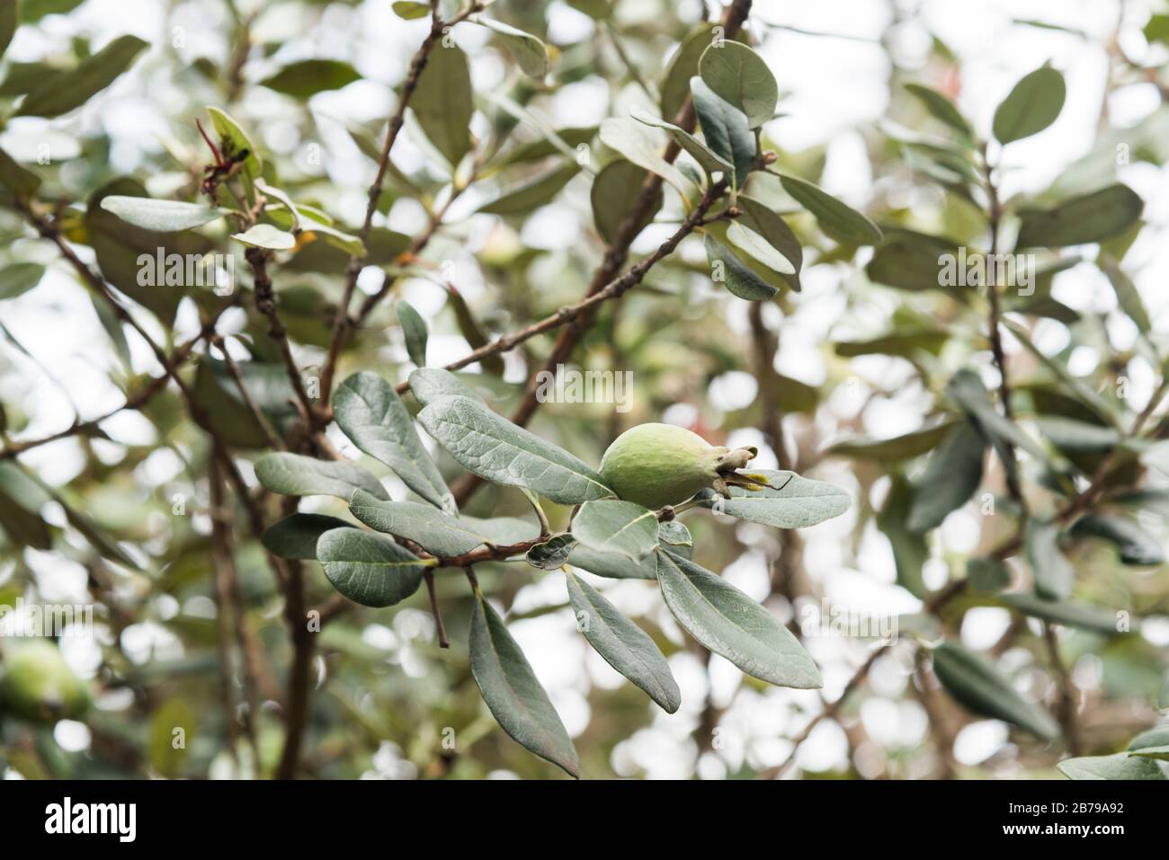 Guava comune, guava gialla o guava al limone, guajava di Psidium, piccola frutta verde che cresce sul ramo dell'albero Foto Stock