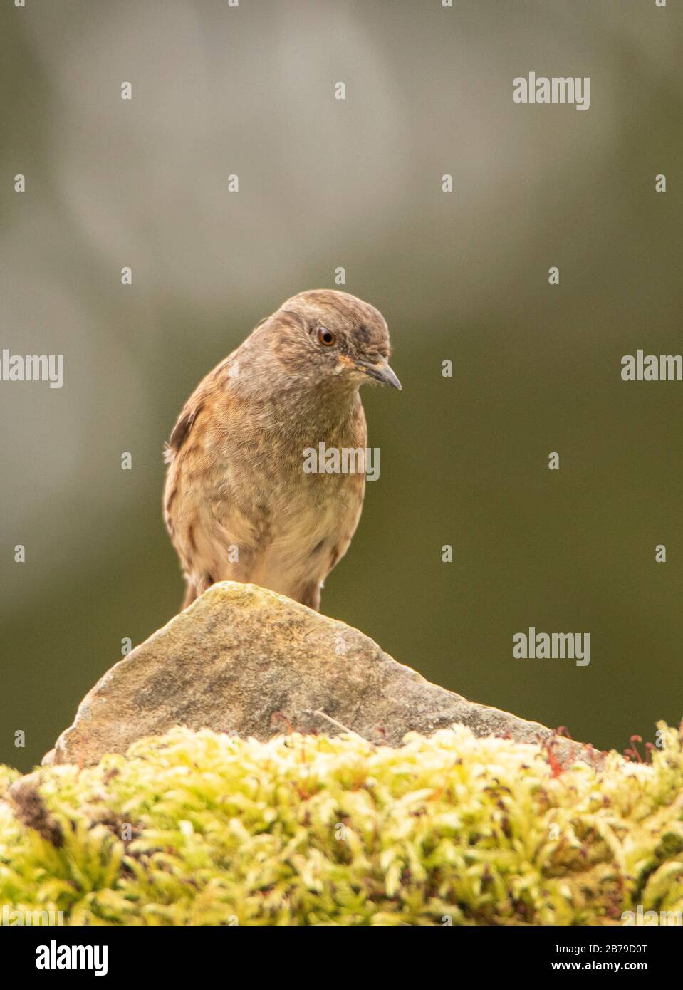 Dunnock, Prunella modularis, in un giardino britannico nel sole Foto Stock