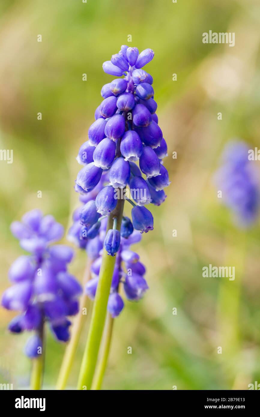 Muscari armeniacum, giacinto di uva, giacinto di uva armena fiorito all'inizio della primavera, Inghilterra, Regno Unito Foto Stock