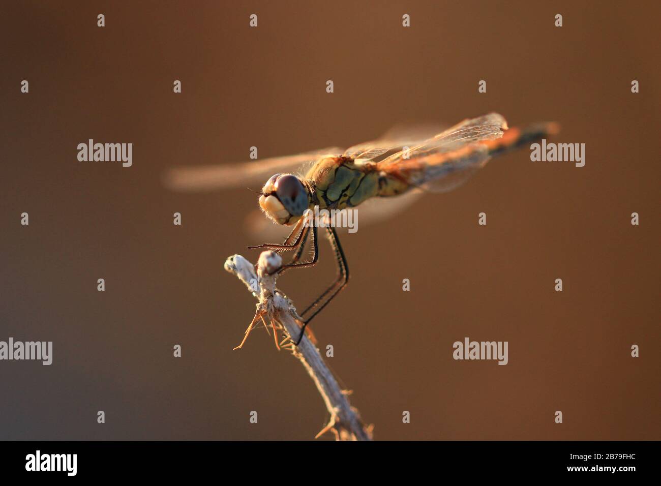 Ritratto di una libellula (Sympetrum commun) a riposo su un fusto secco, alla luce della fine della giornata di agosto Foto Stock