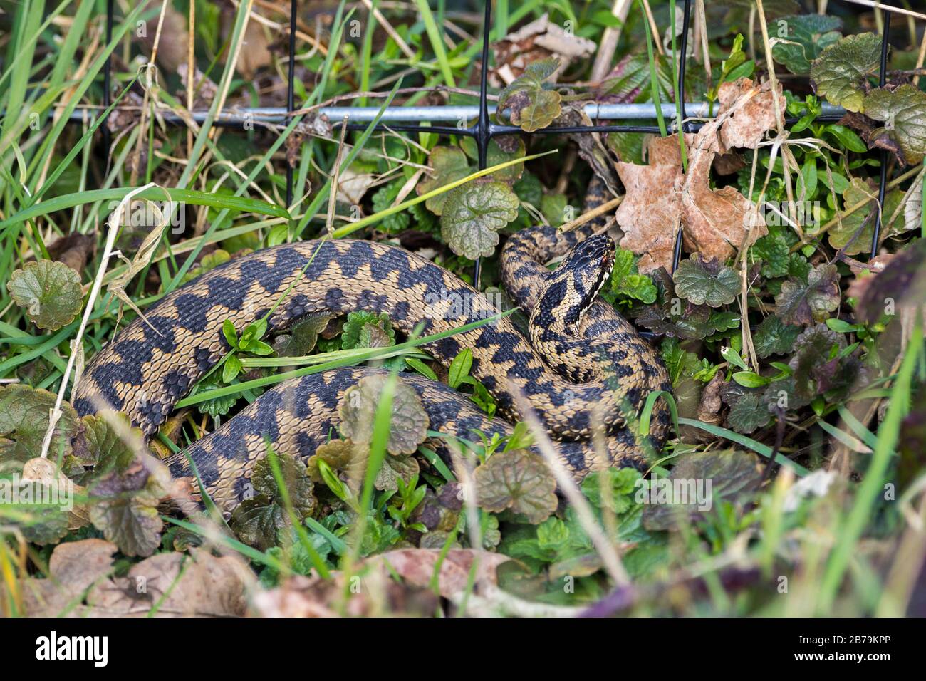 Adder (Vipera berus) femmina corpo grigio marrone con motivo zig zag scuro lungo la lunghezza del corpo con occhi rossi rubino e pupilla verticale. Inizio primavera. Foto Stock