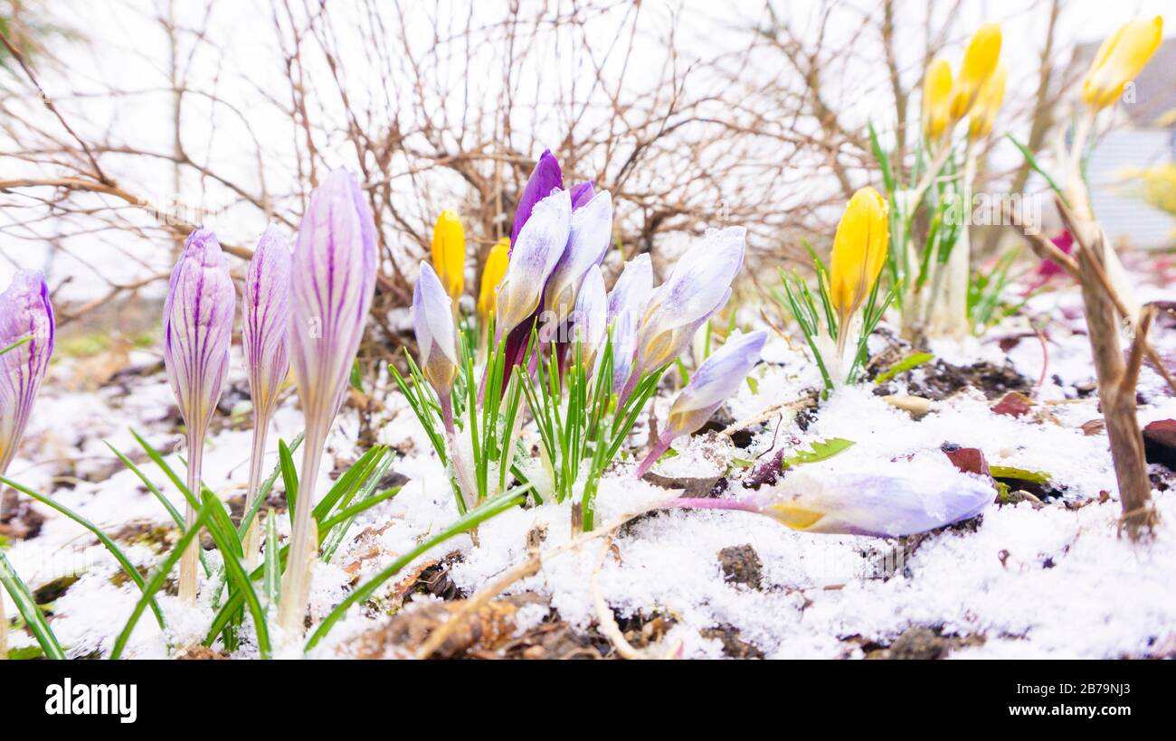 Crostini che appaiono attraverso la neve. I primi primi fiori di croco nella neve. Foto in orizzontale per calendari, riviste, sfondi Foto Stock